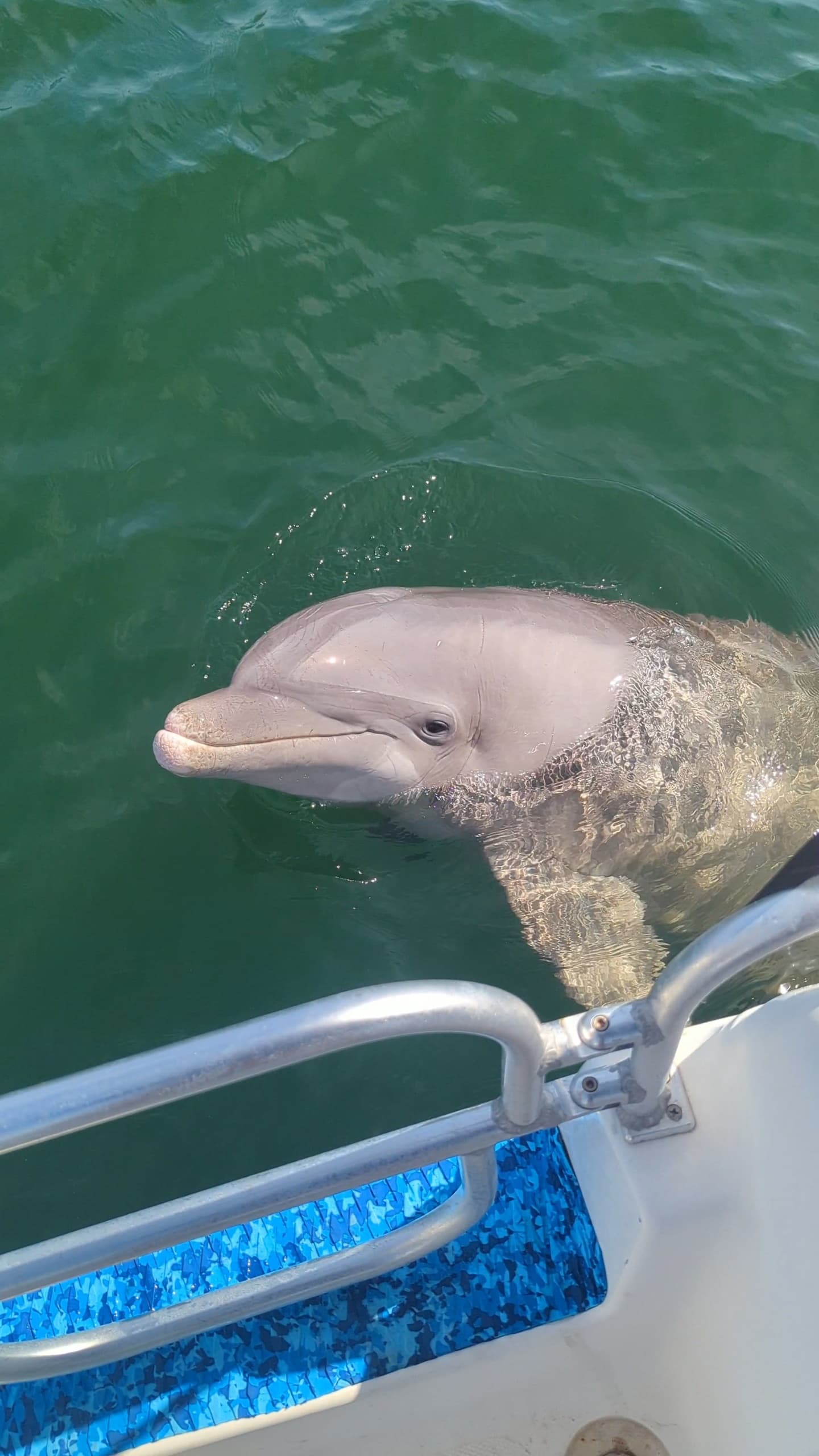 Bottlenose dolphin surfacing beside boat ladder in green water