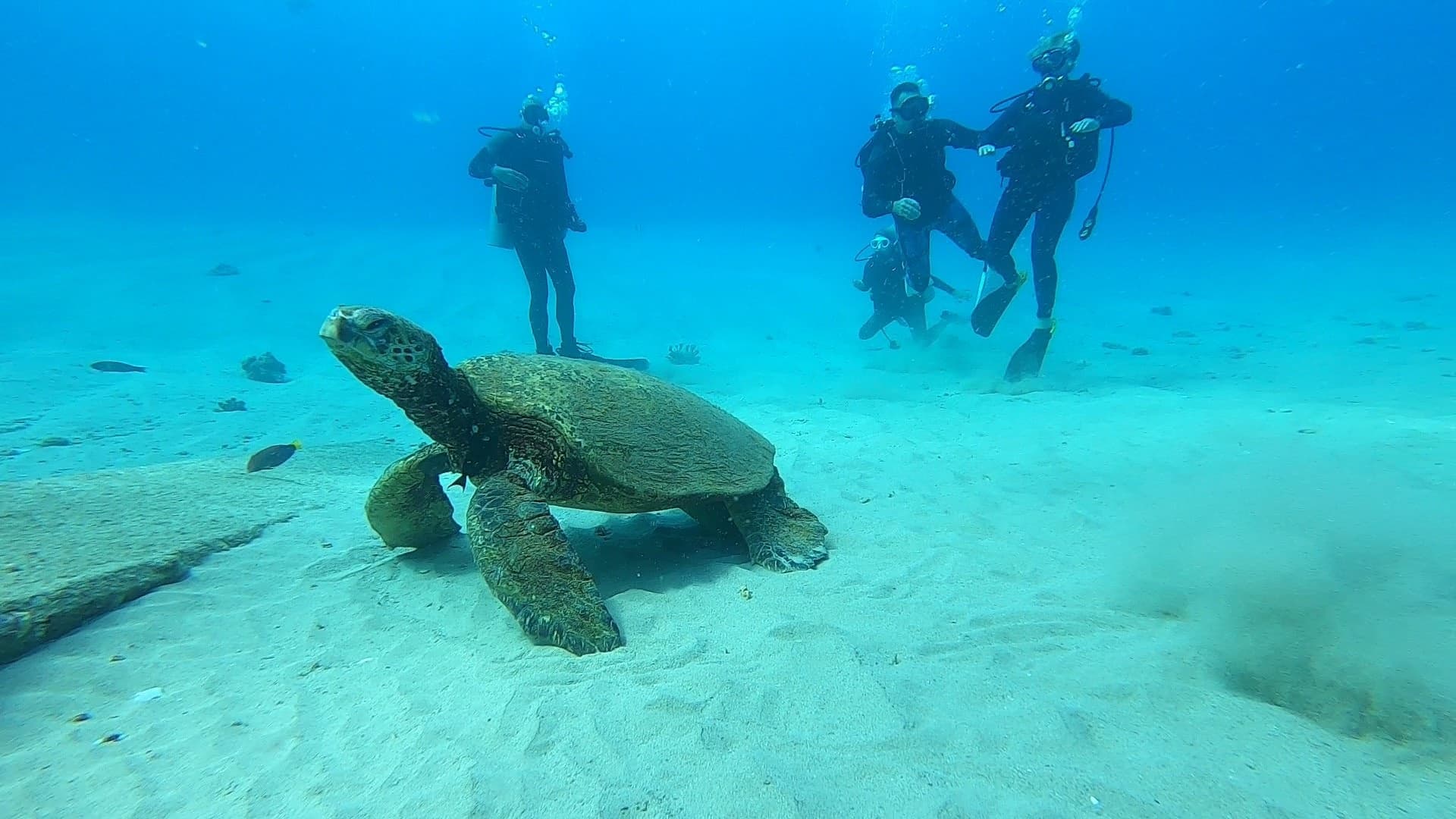 Scuba Diving Hawaii: Ocean Therapy Charters' Reef Adventure