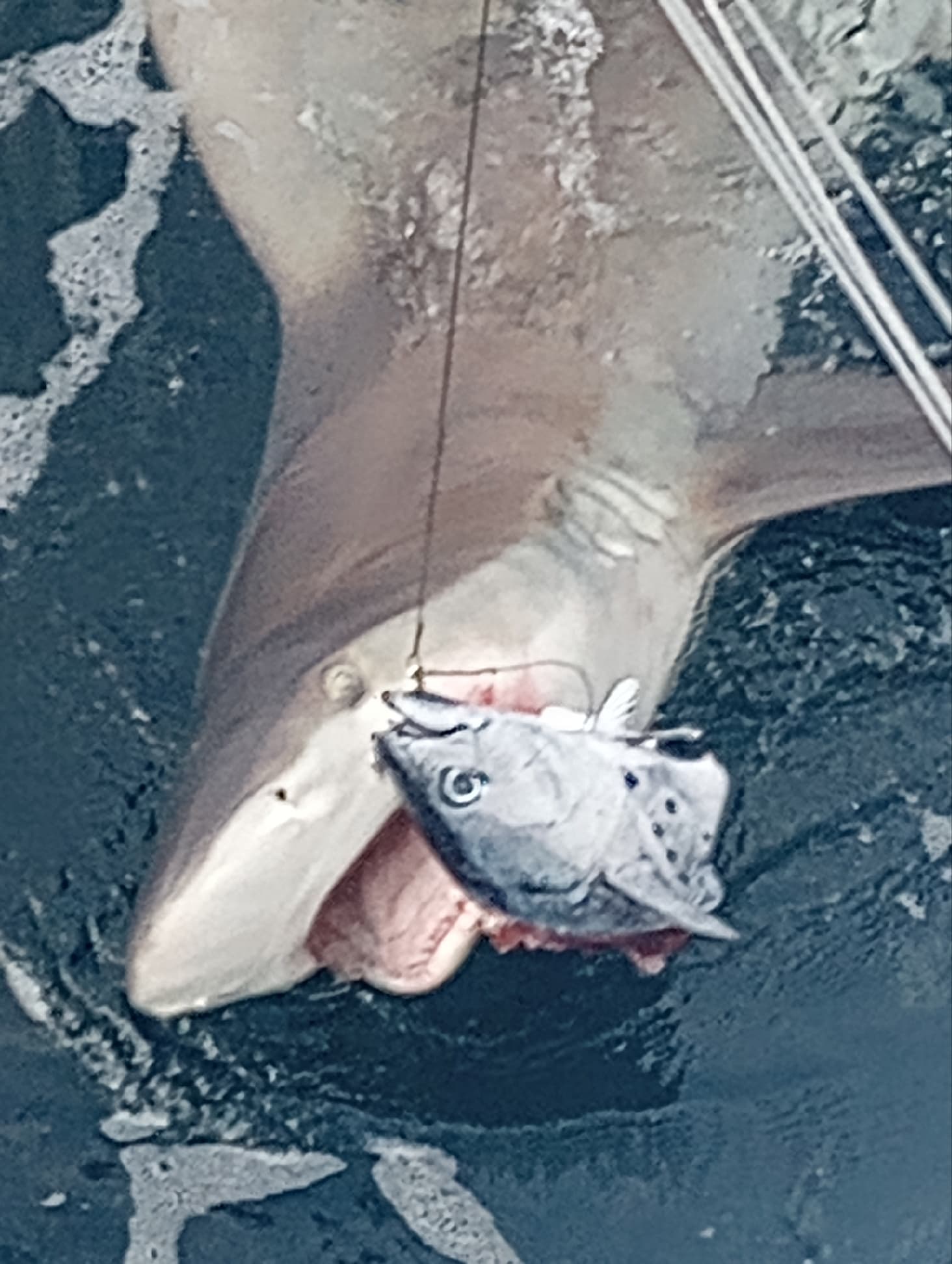 Unleash Your Inner Angler: Private Shark Trip Fishing Charter in Wanchese, North Carolina