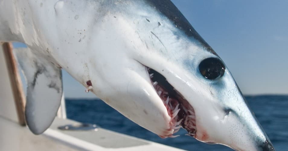 Shark Fishing with Marlin Quay Marina in Murrells Inlet