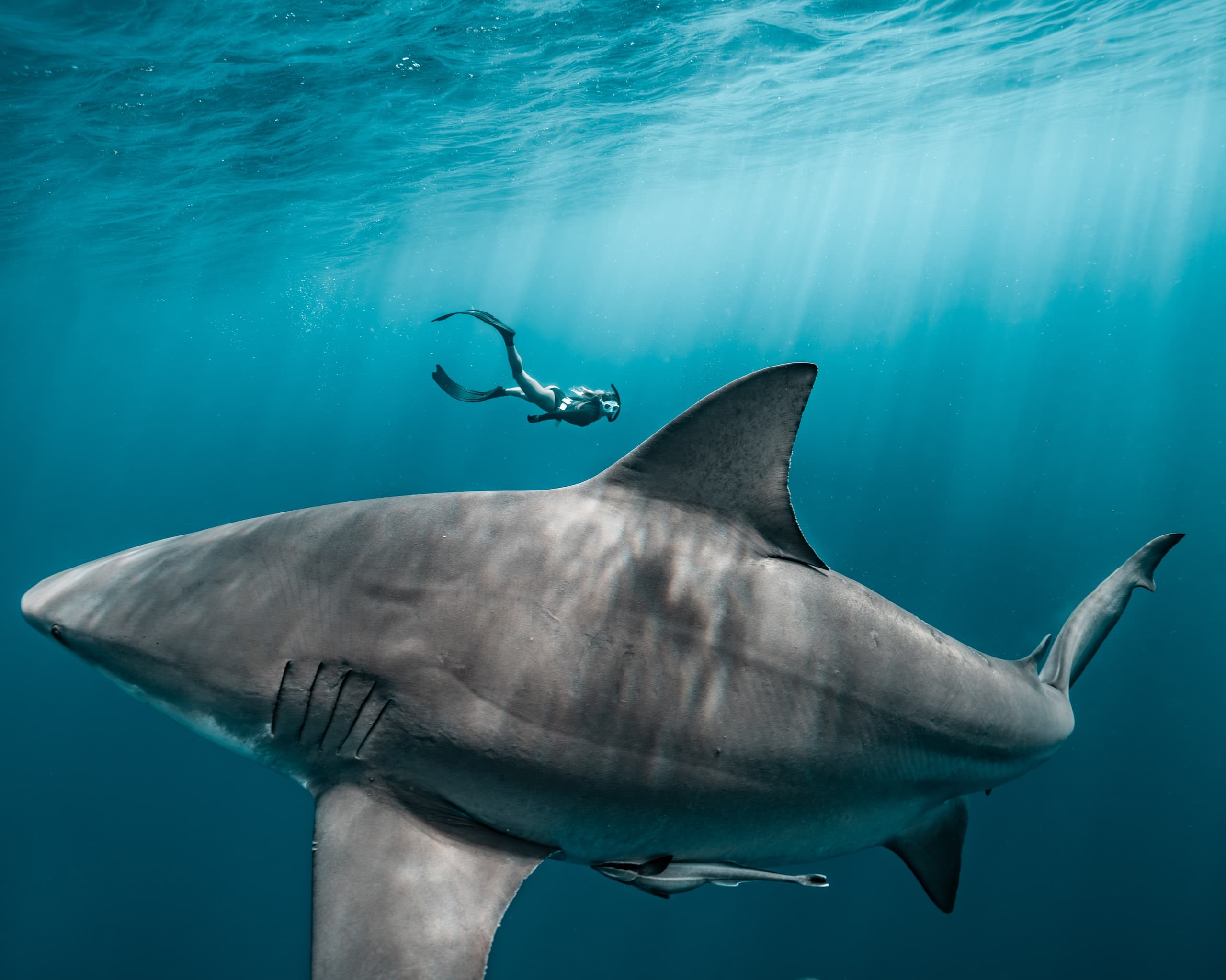 Shark Snorkeling Adventure with Tanner Underwater in Jupiter