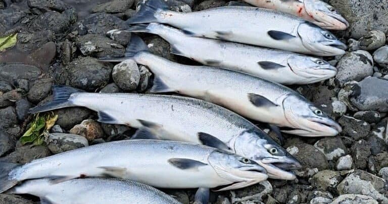 Kenai Salmon Fishing Trip: Alaska's Premier Fishing Adventure
