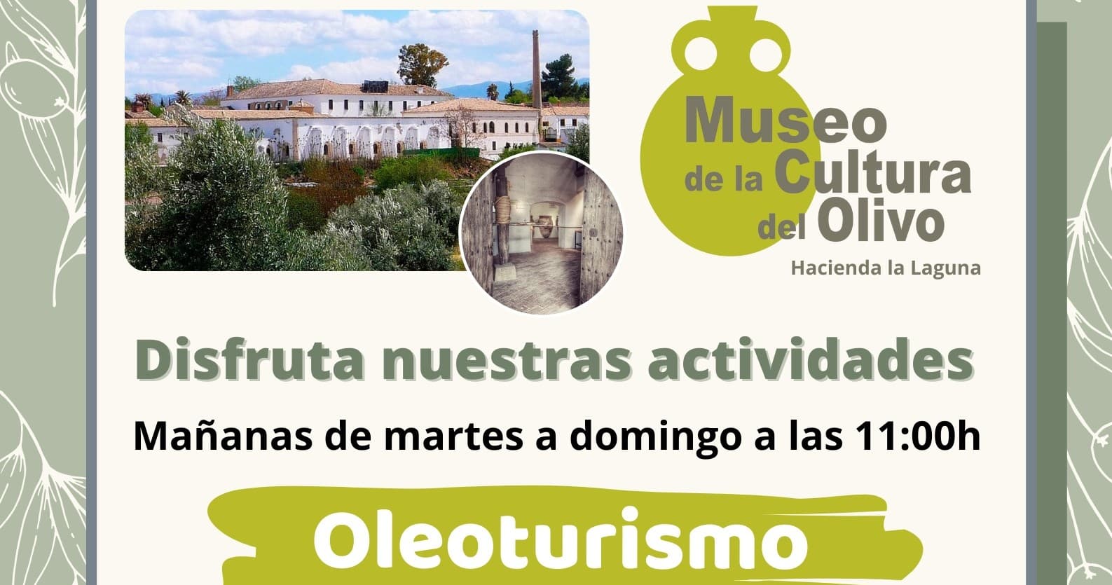 Olive Oil Tour at Hacienda la Laguna – Cultural & Tasting Experience