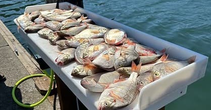 Perch: Winter Steelhead on the Umpqua - Roseburg Guided Charters