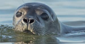 Harbor seal peeking above calm ocean water during wildlife cruise