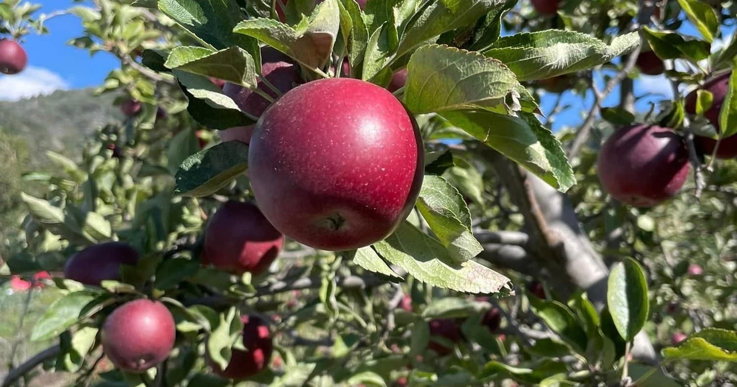 Farm & Orchard Adventure: Apple Picking at Ranchita del Reo