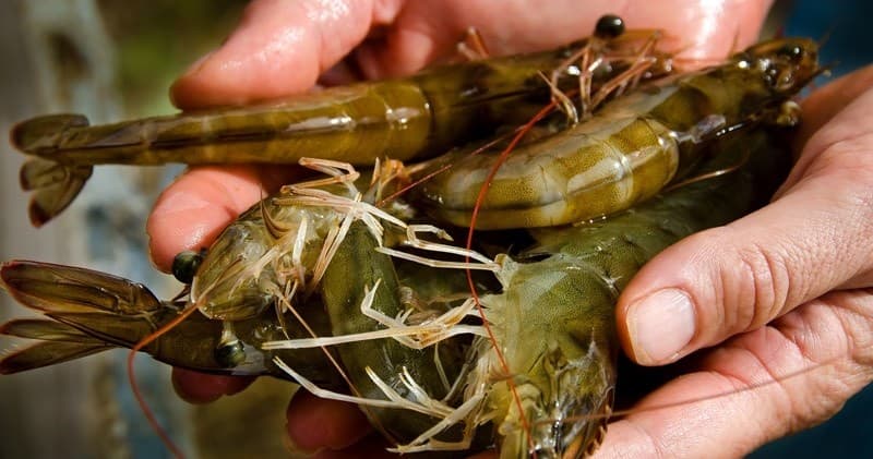 Kauai Shrimp team