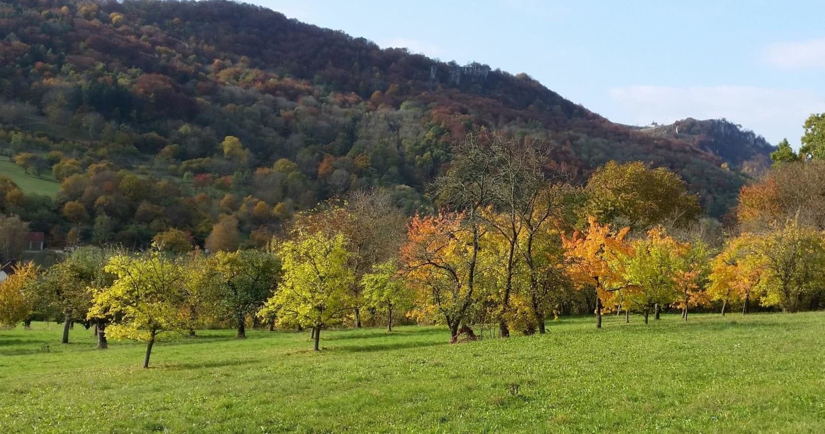 Autumn meadow and orchard in Bavarian countryside stroll