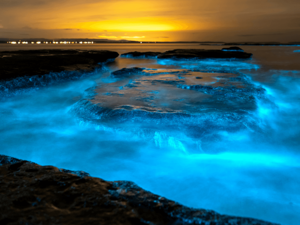 Bioluminescent surf glowing blue on rocky coastline at dusk