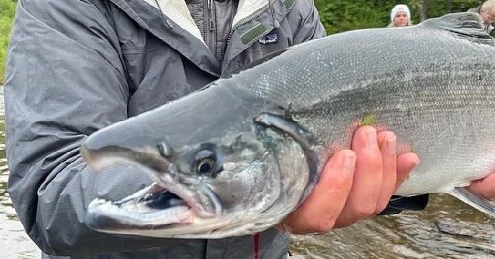 Close-up Chinook salmon held by guide over river during catch