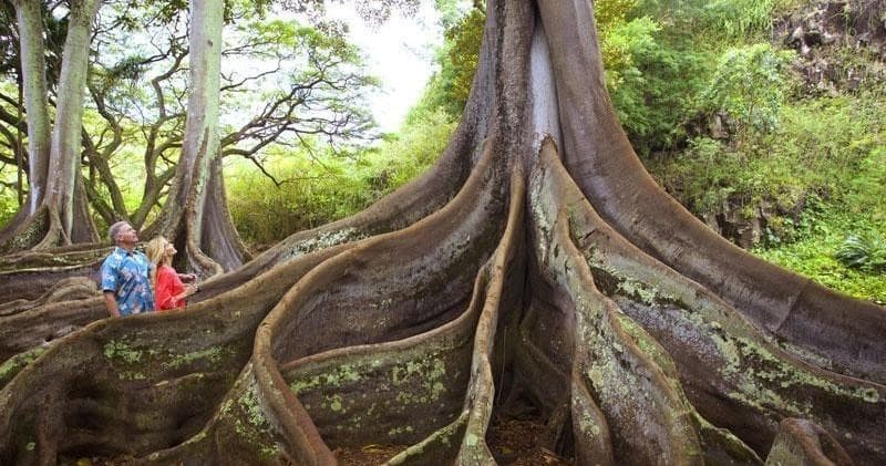 Allerton Garden Guided Tour by South Shore Gardens in Hawaii