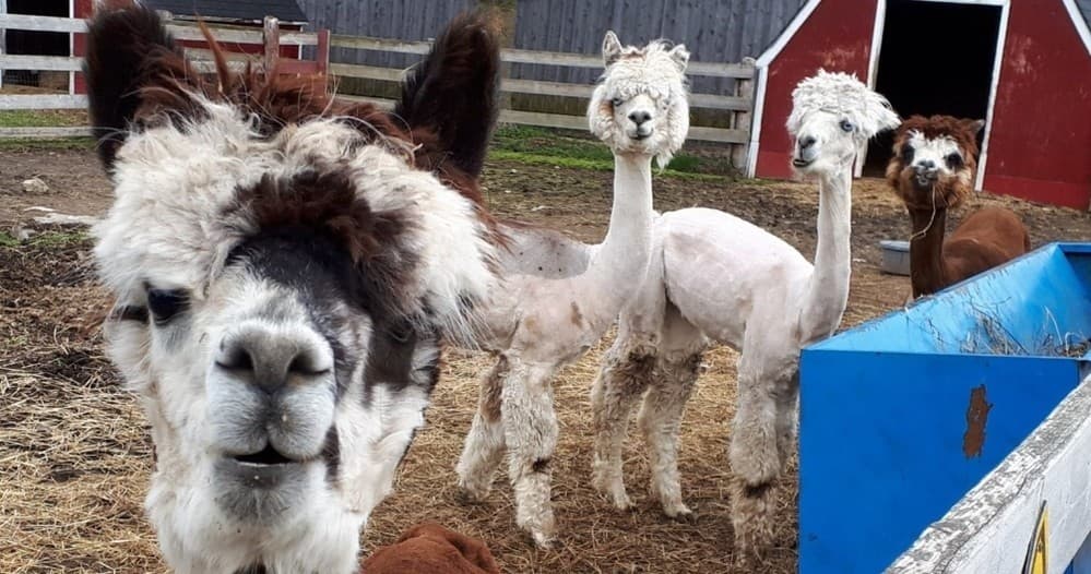 Family-Friendly Farm & Animal Encounters at Valleyview Farm