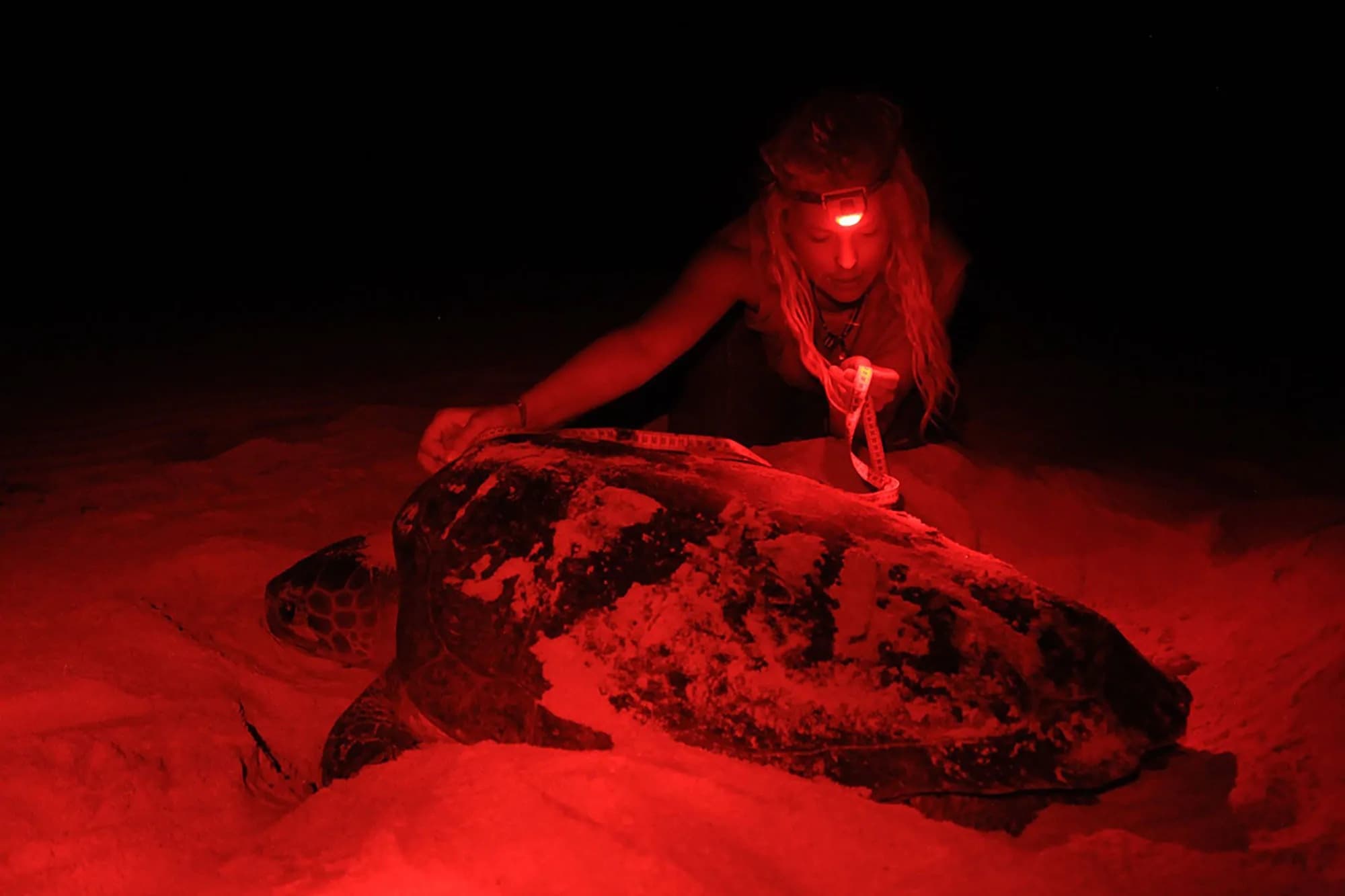 Wildlife & Marine Tours at Boa Vista with Menzel Cabo Verde