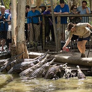 Hartley's Crocodile Adventures near Cairns: Lagoon Cruises & Wildlife Encounters