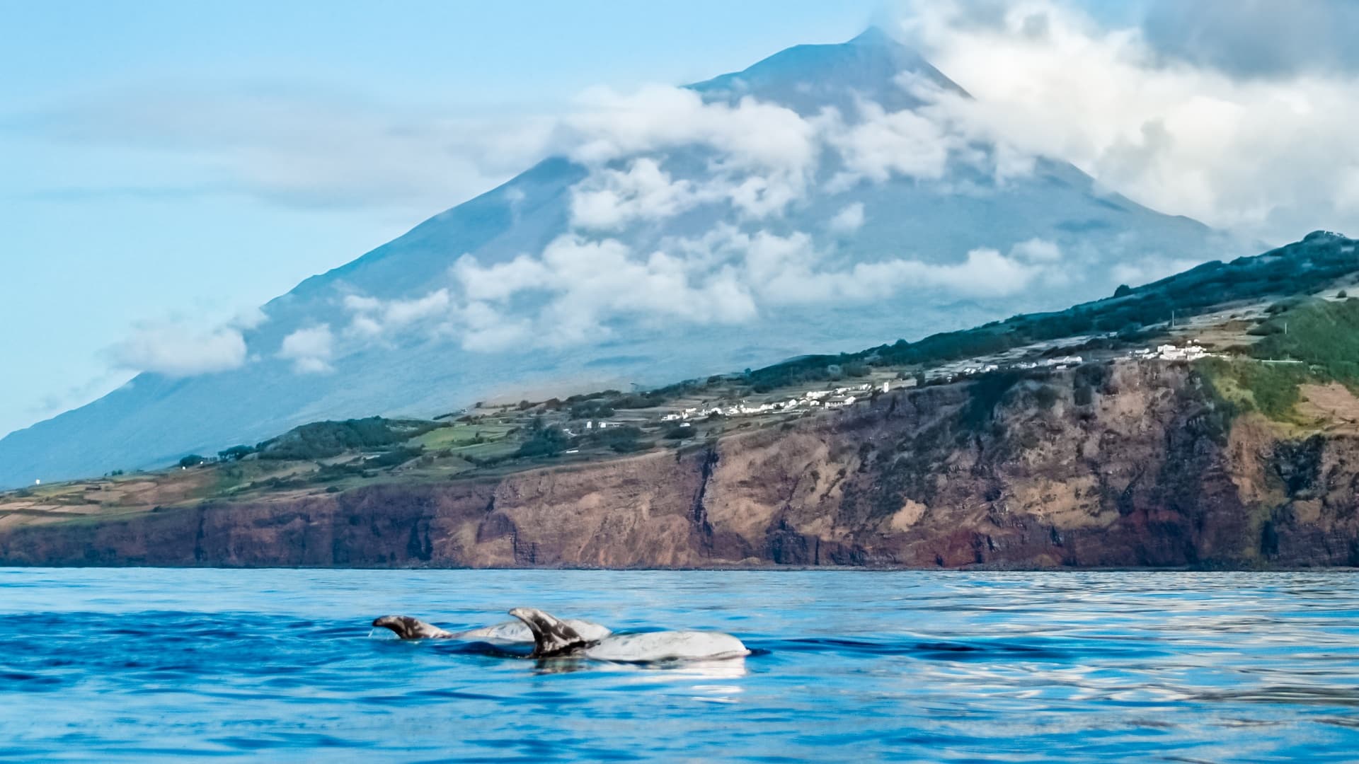 Whale & Dolphin Watching in Lajes do Pico with Futurismo Azores