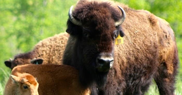 American bison herd grazing on grassy pasture at Sunset Ridge