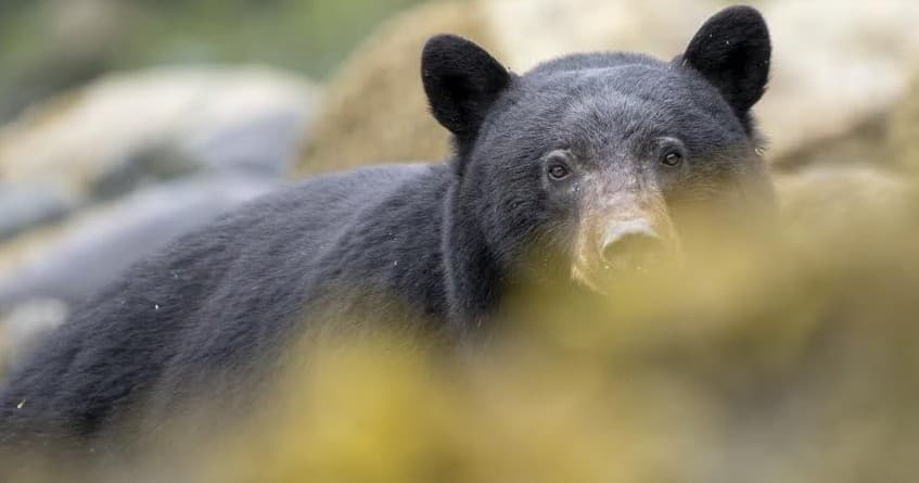 Black bear peering through mossy foreground in temperate forest
