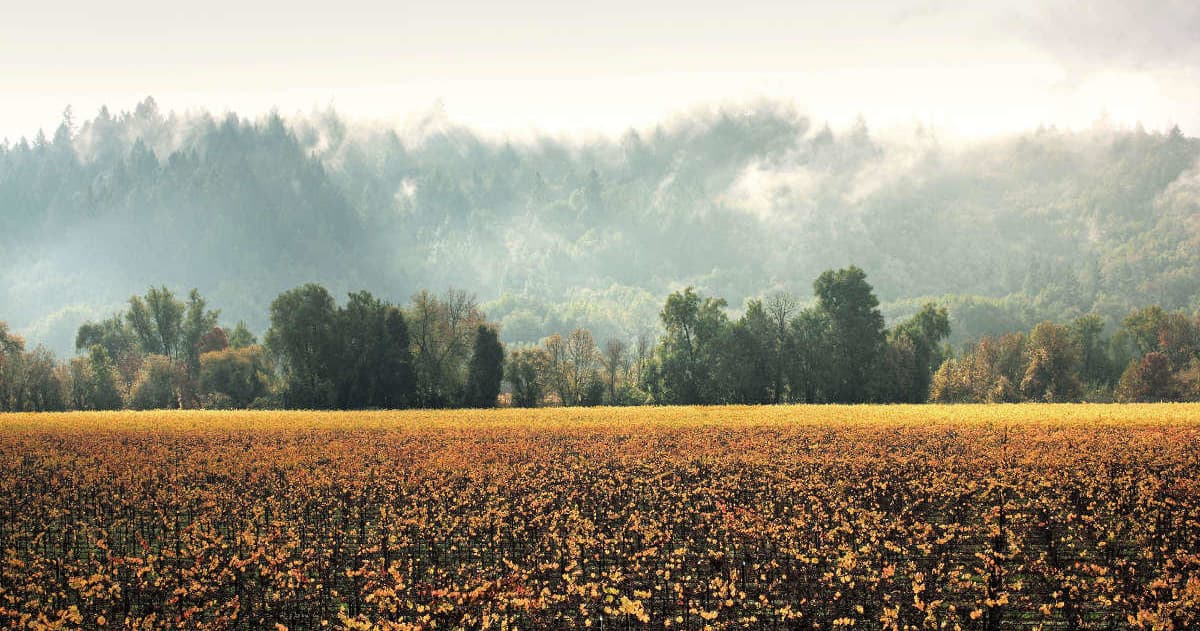 Expansive vineyard field with misty mountain vista at sunrise