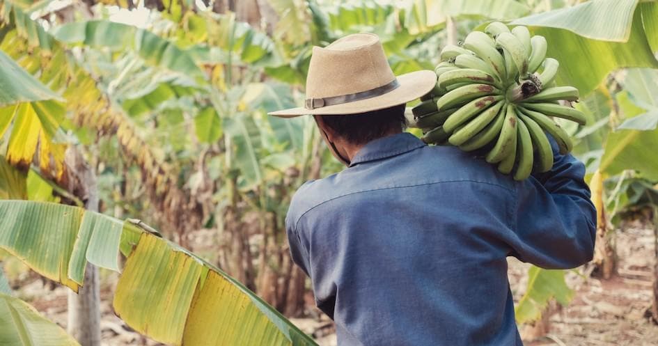 Banana Farm Experience | Food Tour in Funchal | Attraction, Farm