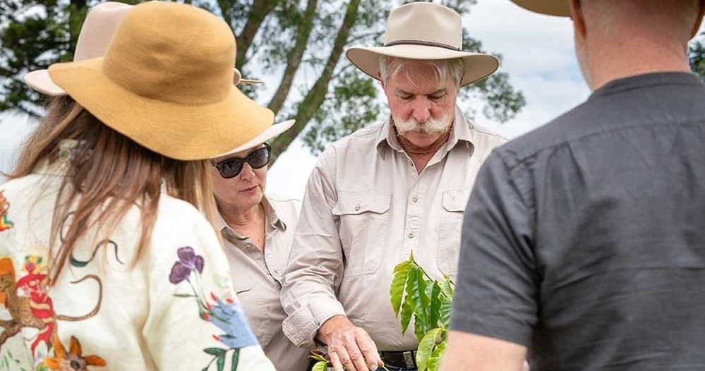 Explore Sustainable Coffee Culture at Glass House Mountains Plantation