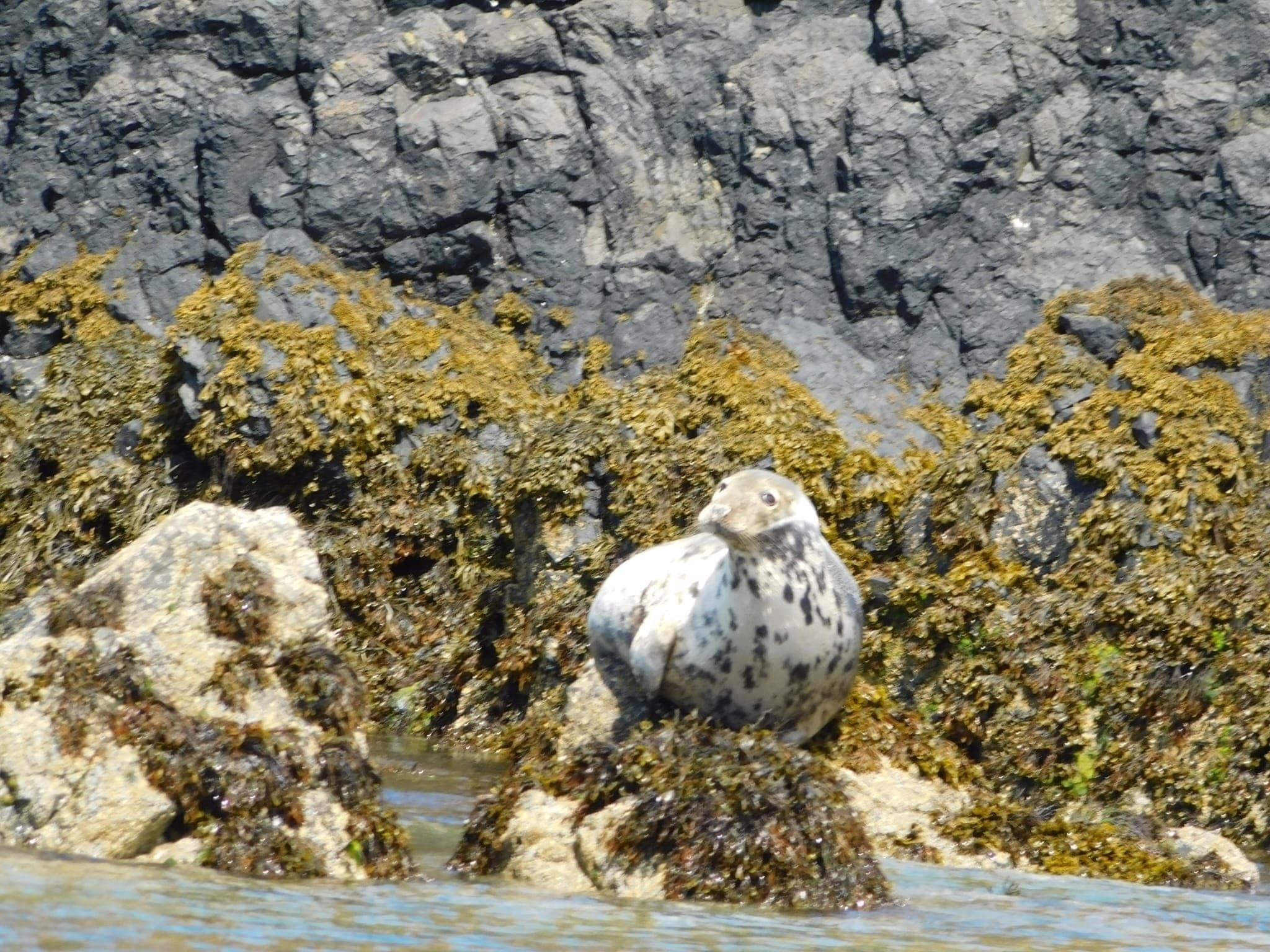 Sea Safari: Howth Wildlife Cruise on Dublin's Fingal Coast