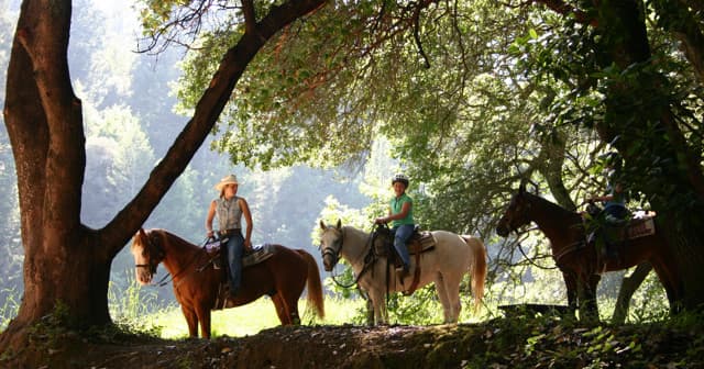 Triple Creek Horse Outfit team