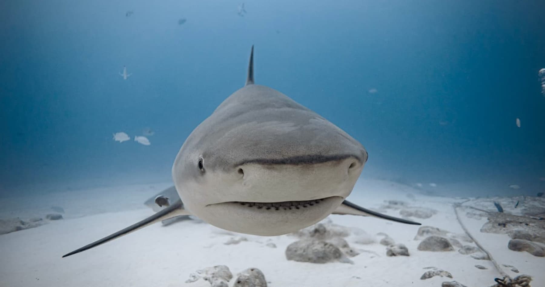 Face-to-Fin Bull Shark Encounter in Playa del Carmen photo 3