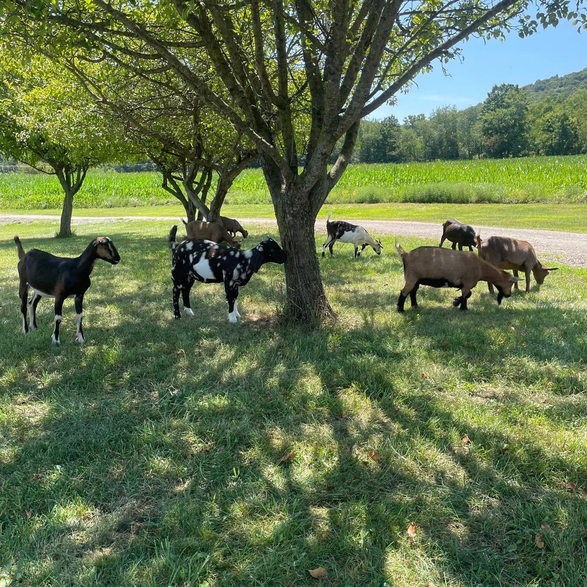 Wandering Wednesdays: Goat Hikes & Farmcraft at Four Diamonds Ranch