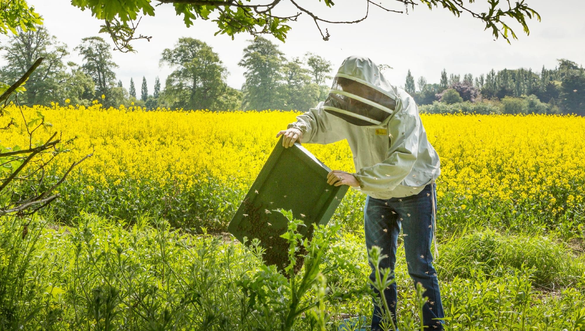 Wildlife & Nature Beekeeping at Olly's Farm