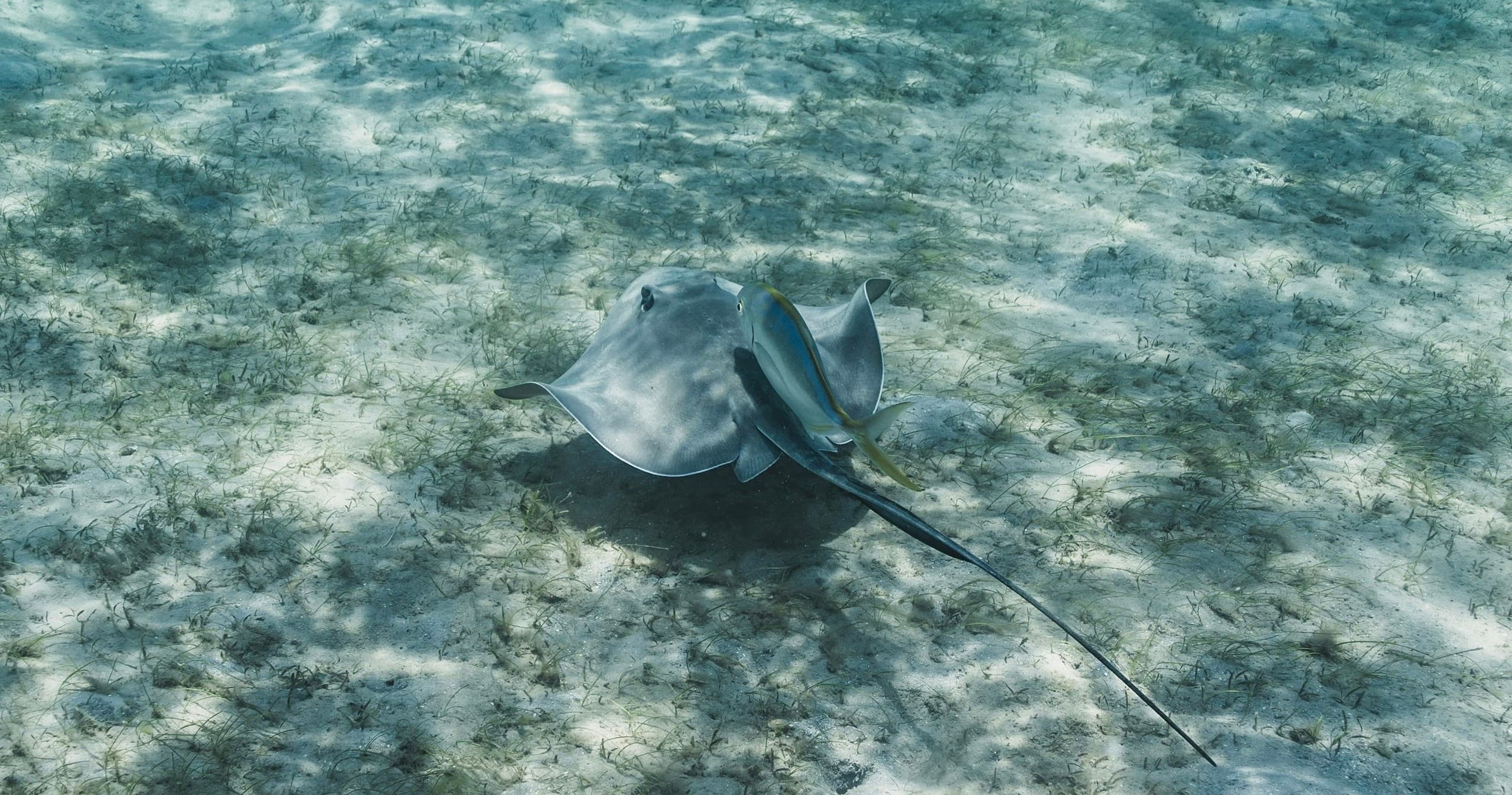 Eagle ray resting on sandy seafloor in clear shallow waters