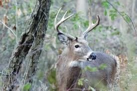 Wildlife/Nature Hunting Prep at Glacier Institute