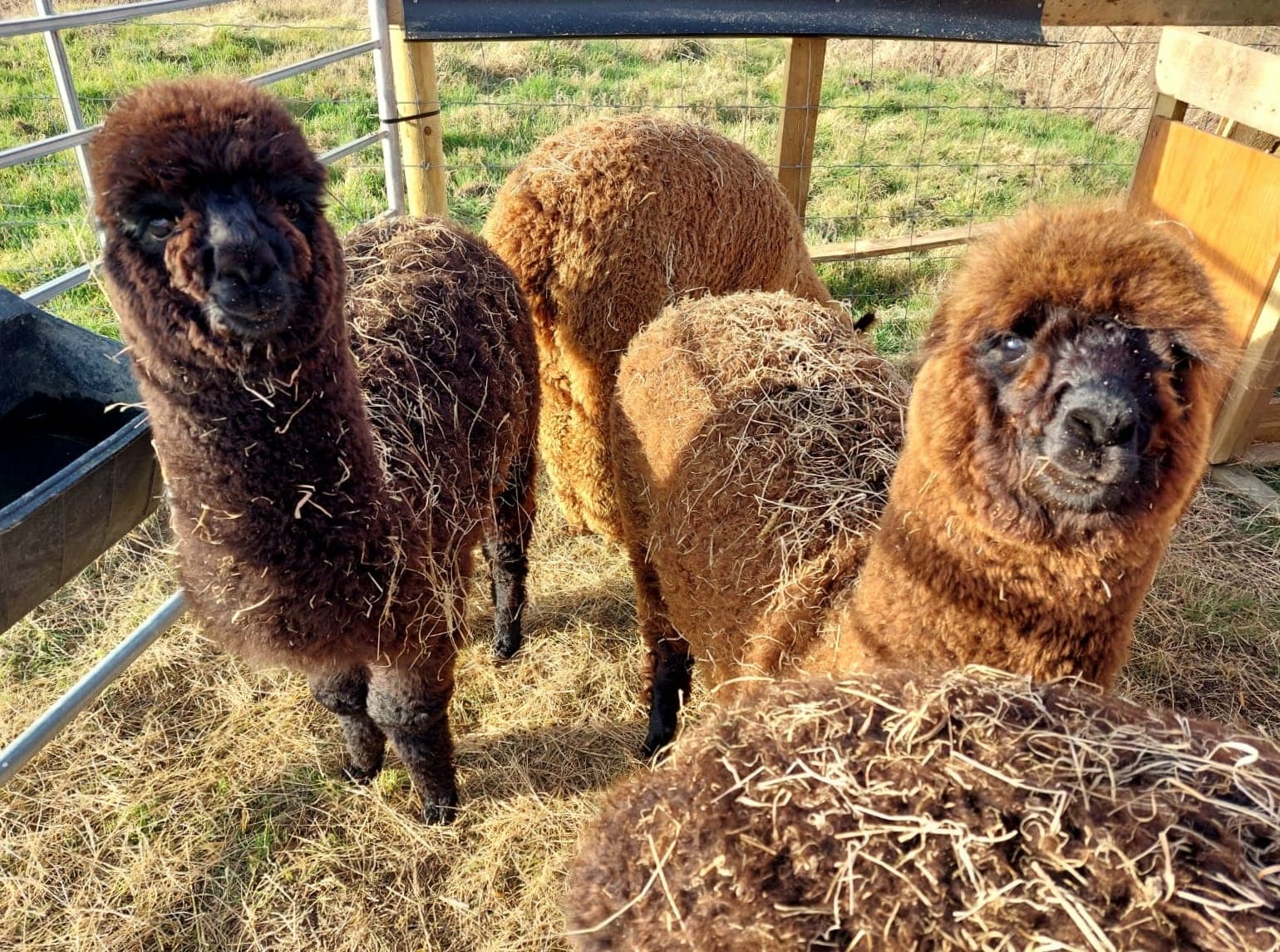 Three brown alpacas standing in sunlit farm pen near gate