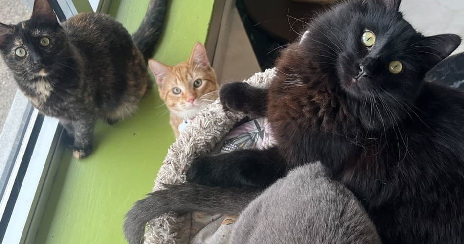 Wildlife & Nature: The Cat Lounge Experience at The Cafe Meow