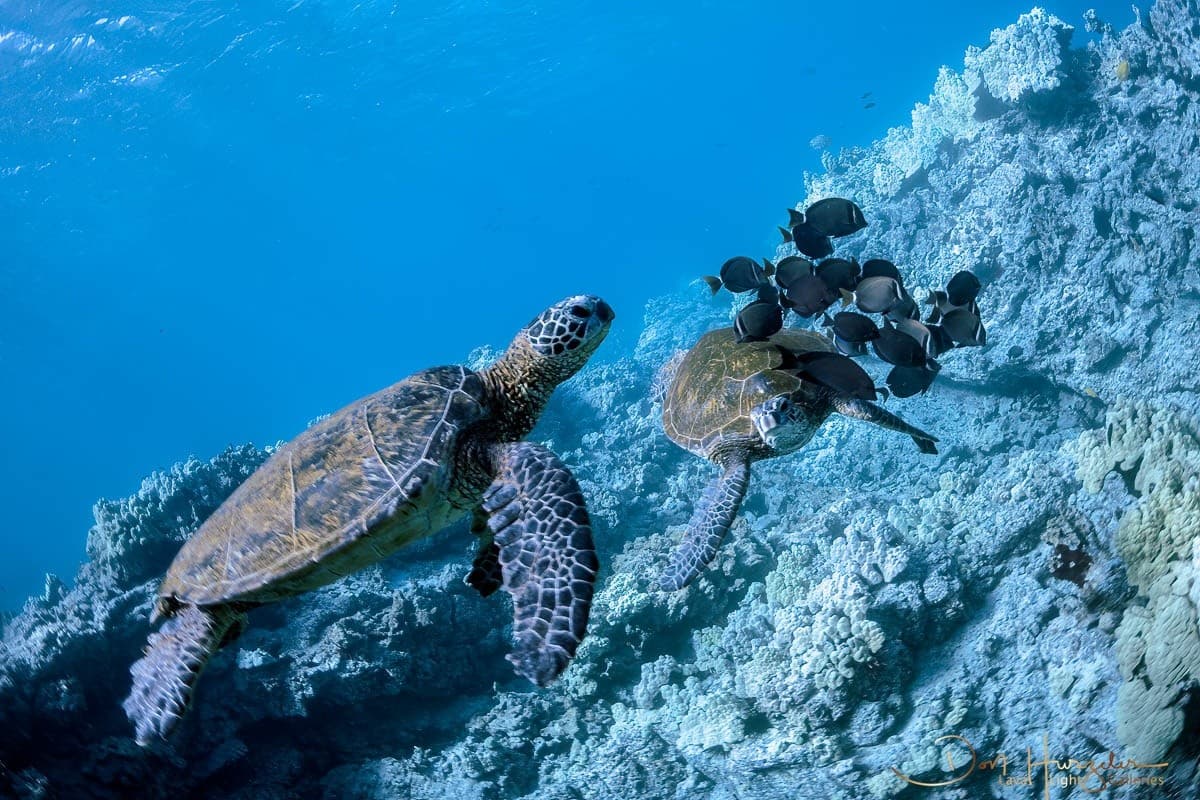 Turtle Car Wash Reef Snorkel: Up-Close Hawaiian Green Sea Turtle Encounters on the Kohala Coast
