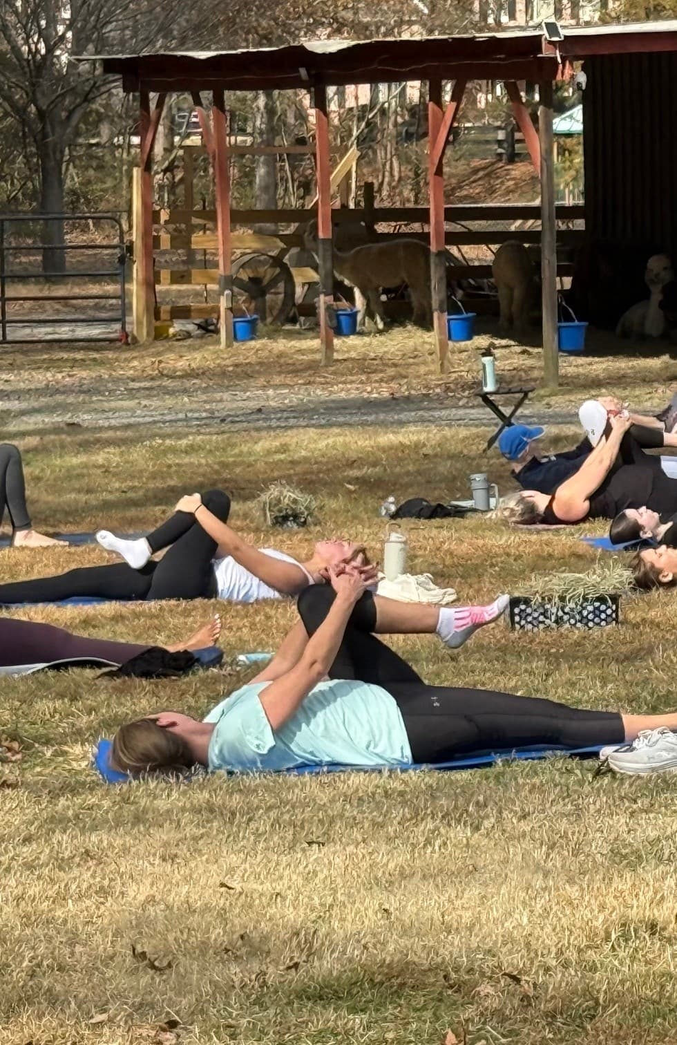 Outdoor yoga and stretching class on ranch lawn with alpacas nearby
