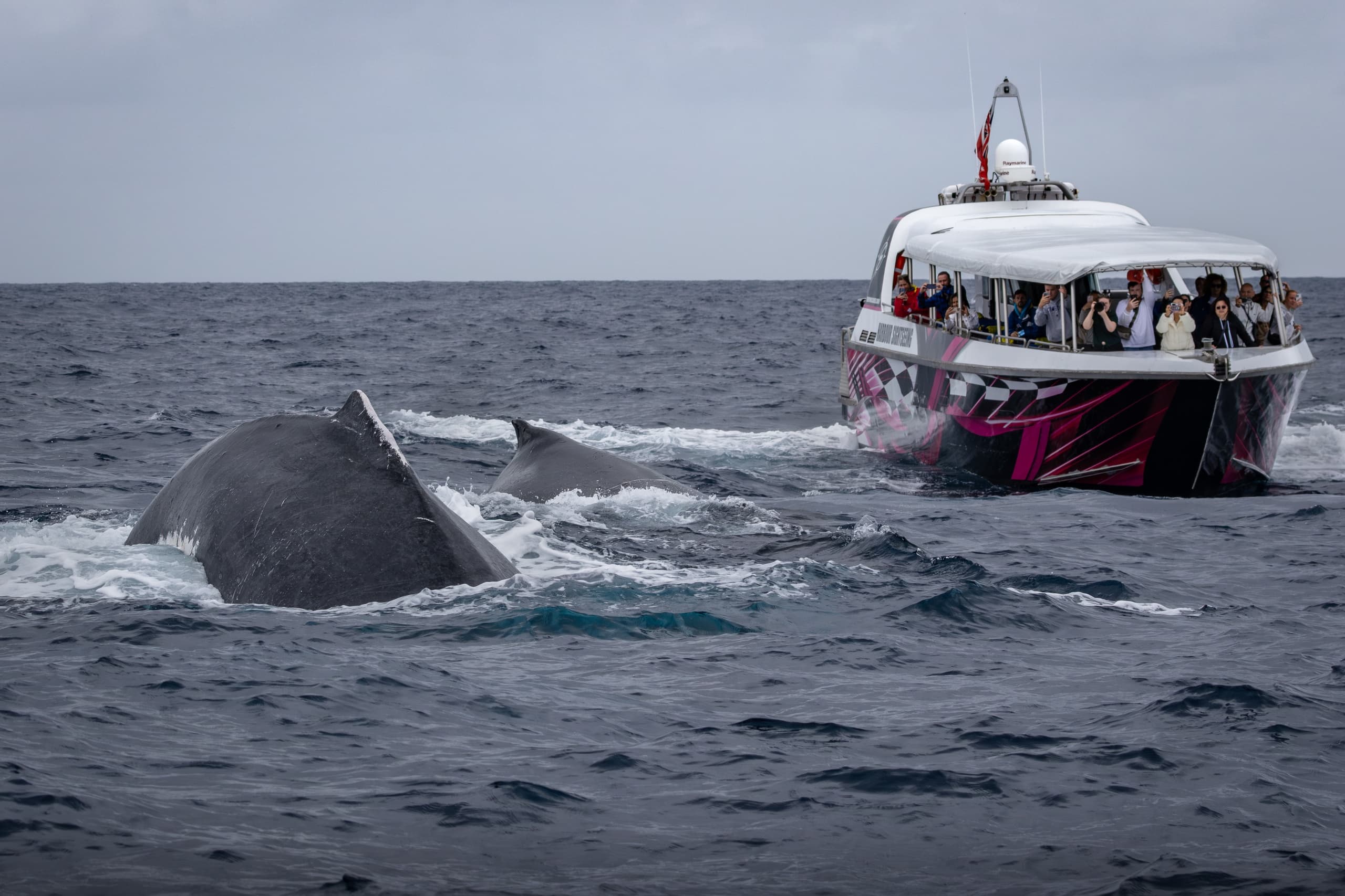 Sydney Whale Watching with Go Whale Watching Sydney