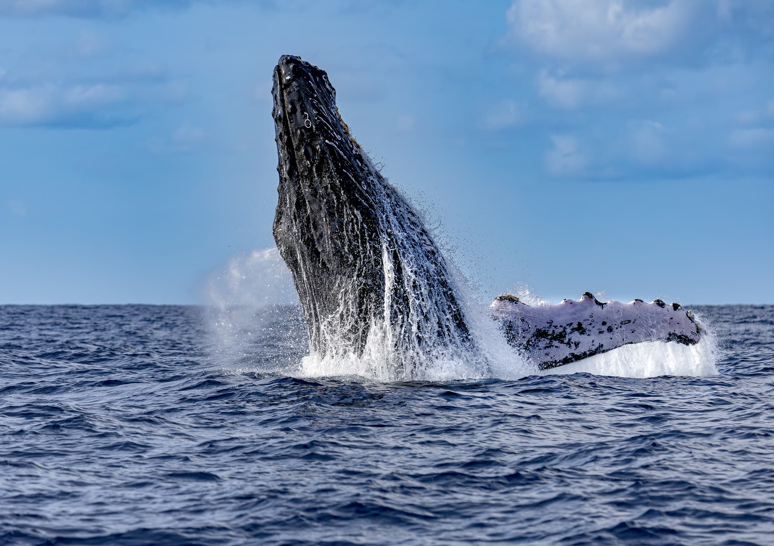 Kauai South Side Whale & Dolphin Zodiac Adventure