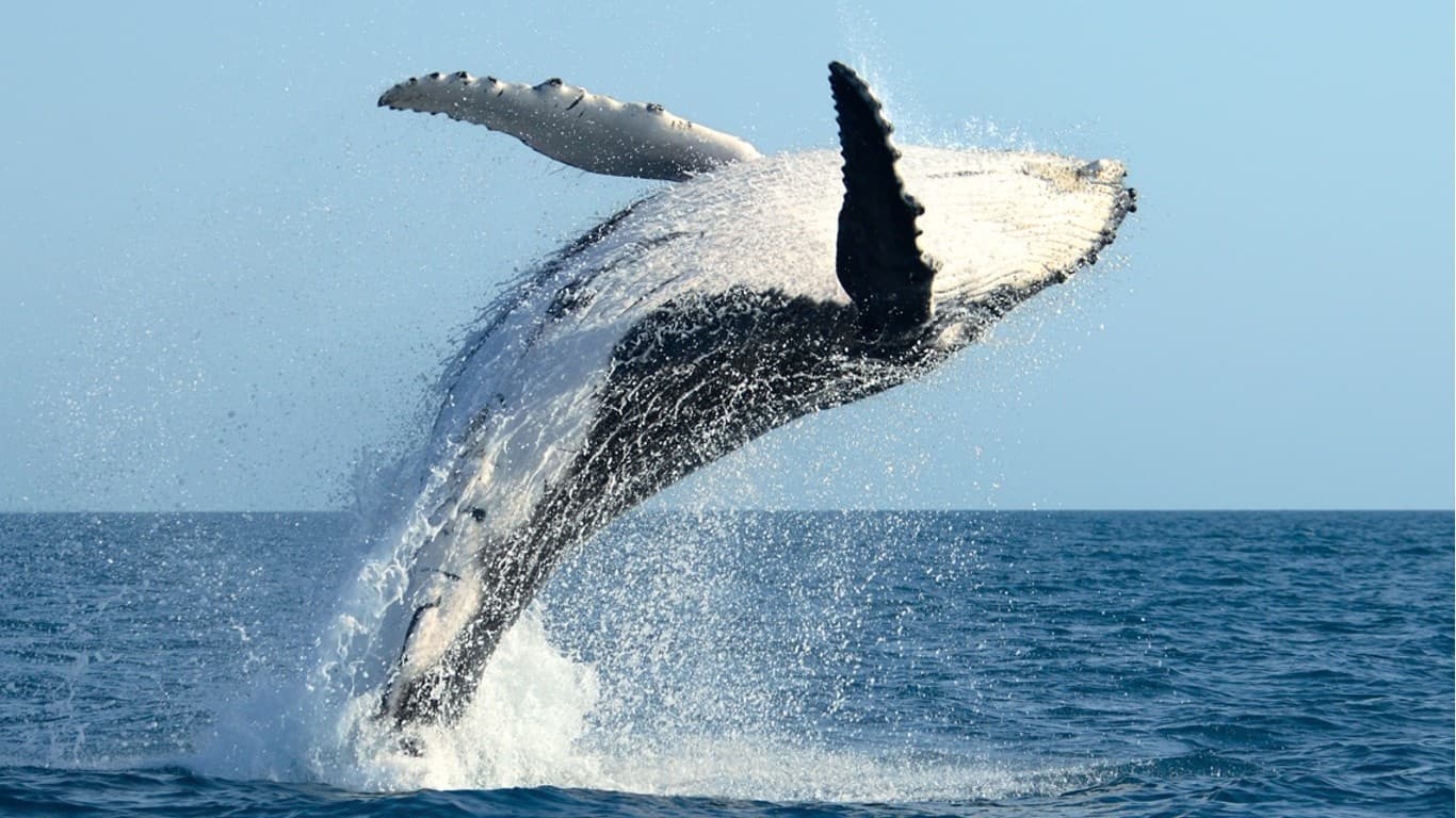 Whale Watching & Sunrise Breakfast Cruise