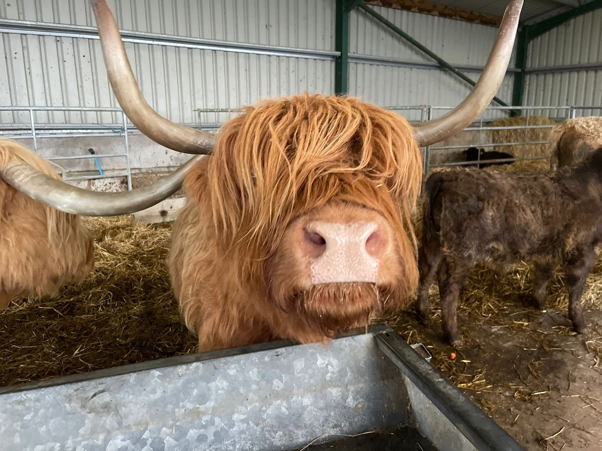Close-up Highland cow in shed near farm feeding trough