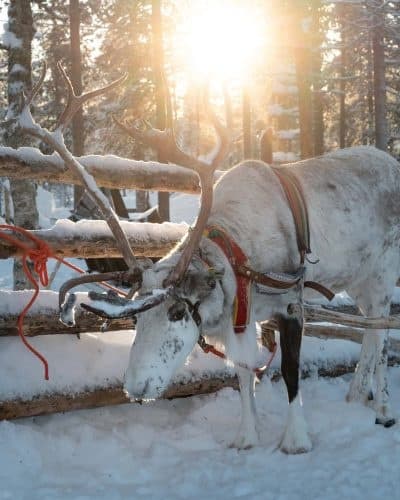 Reindeer Sleigh Ride Near Inari: 1 km Raito Sleigh & Fireside Kota Experience