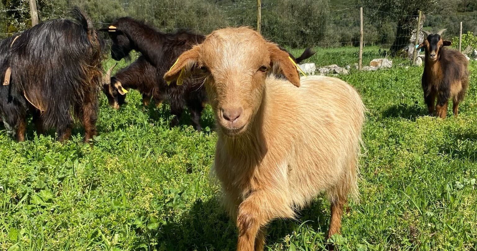 Farm Experiences & Tours in Mendiga: Woodlands & Wildlife