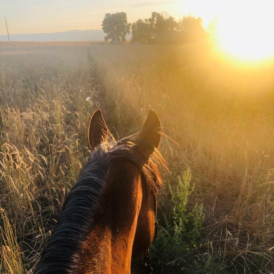 Experience Tranquil Dawn on the Early Bird Sunrise Ride in Milford, Michigan