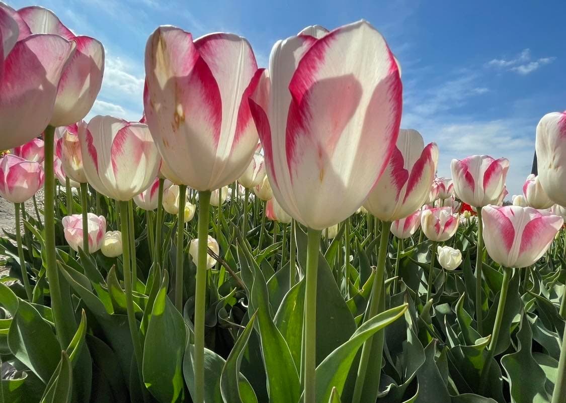 Experience Holland's All Year Round Private Flower Tours: Tulips, Dahlias, and More