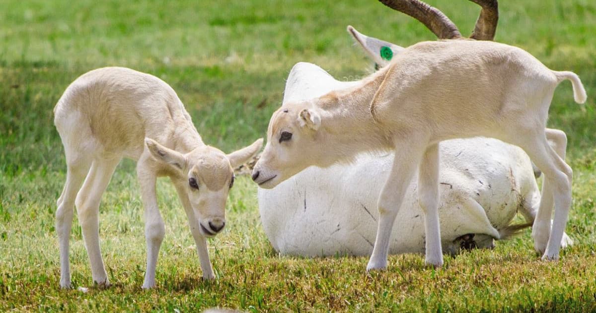 Explore Rolling Hills Zoo in Salina, Kansas