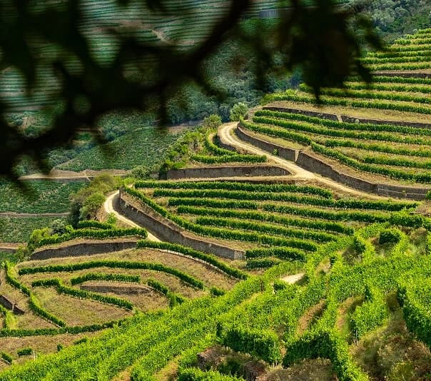 Private Guided Walk and Tasting at Quinta das Carvalhas in Douro