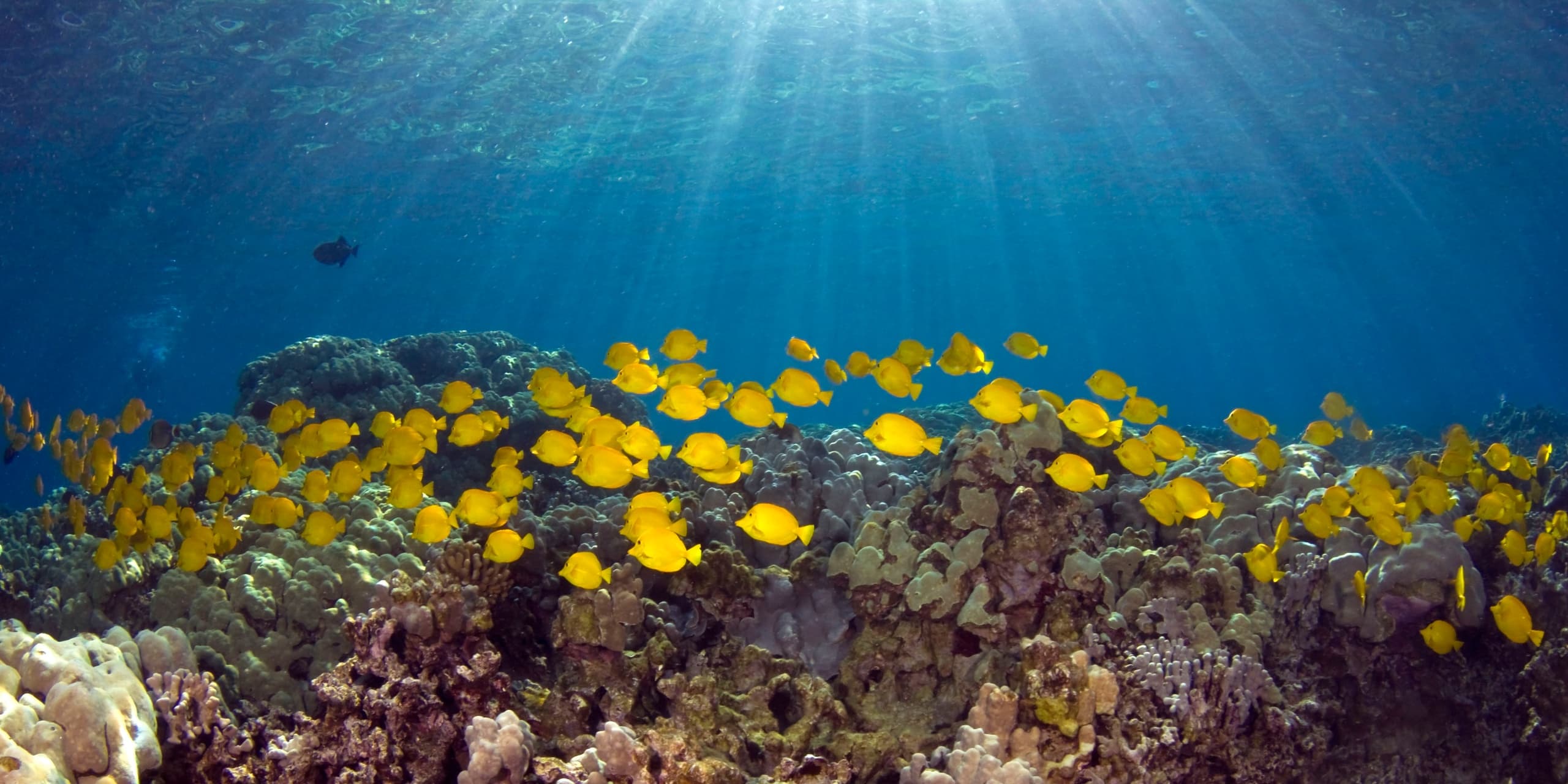 Kona Coast Private Charters by Hawaii Marine Life LLC