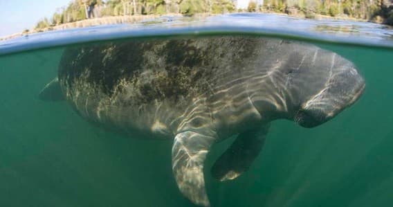 VIP Heated Manatee Swim Tour in Homosassa: Small-Boat In-Water Encounters (Nov–Mar)