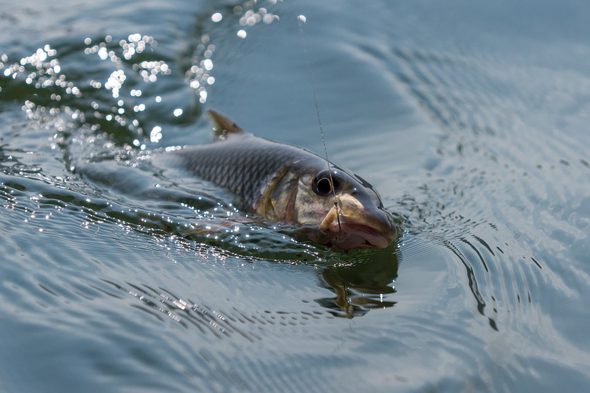 48-Hour Fishing Escape on Danbury's Lakes