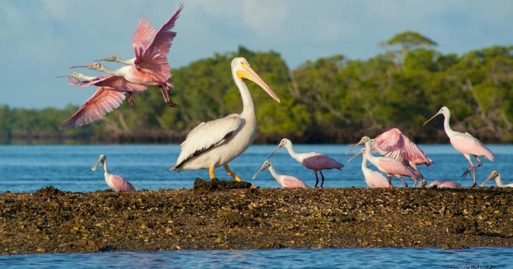 Birding Tour at Goodland with Reel Kind Fishing and Tours