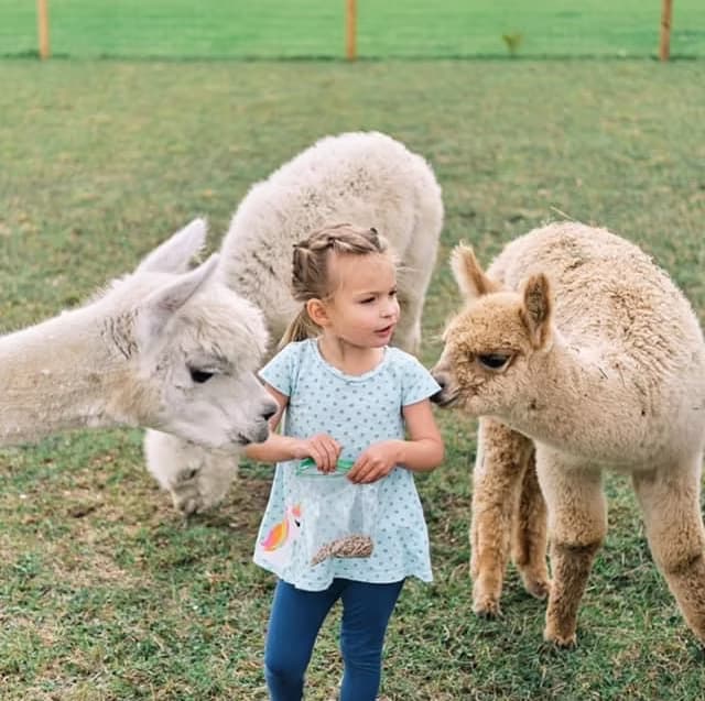 Private Group Alpaca Tour at Rainbow Valley Family Farms